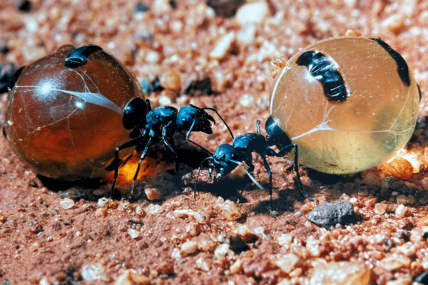 Ants Australia