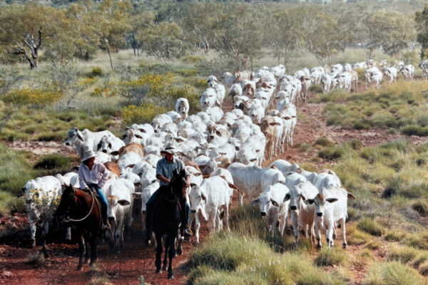 Cowboys and cattle Australia