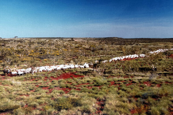 Line of cattle Australia
