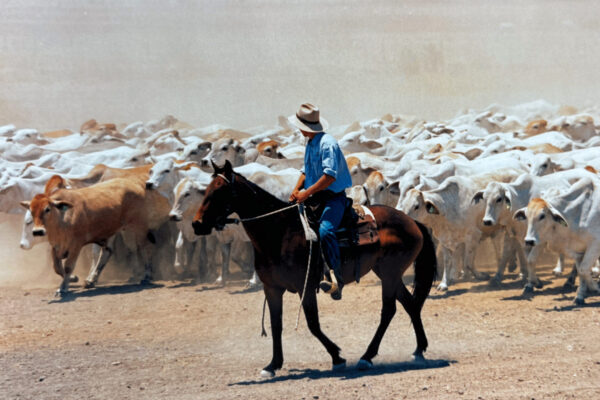 Cowboy and cattle Australia