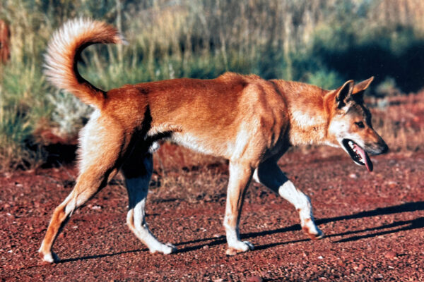 Dingo Australia