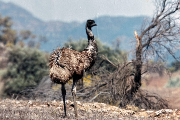 Emu Australia bush
