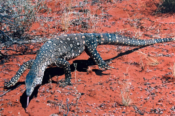 Lizard Australia