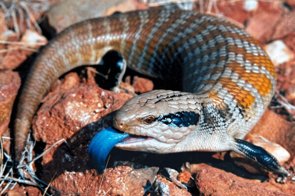 Blue tongue lizard Australia