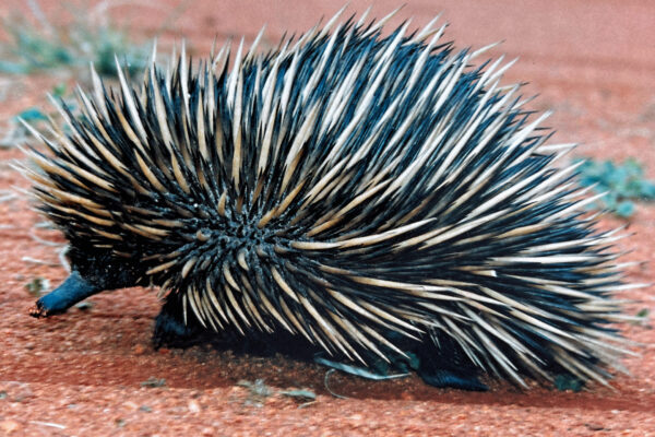 Porcupine Australia
