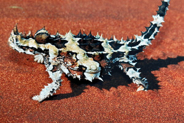 Reptile Australia