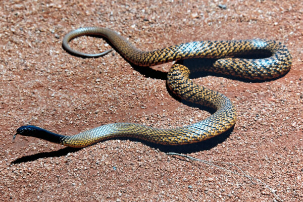 Snake in Australia