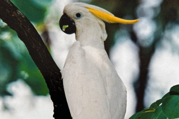 Toucan Australia