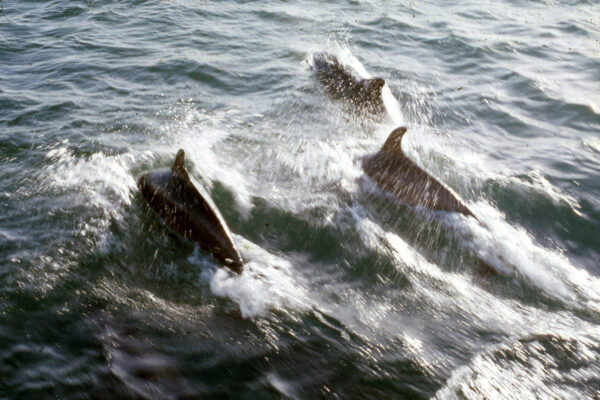Swimming Dolphins