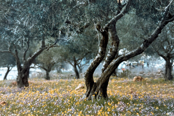 Olive Trees Lebanon