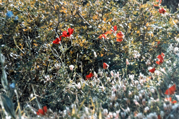 Poppies in Lebanon