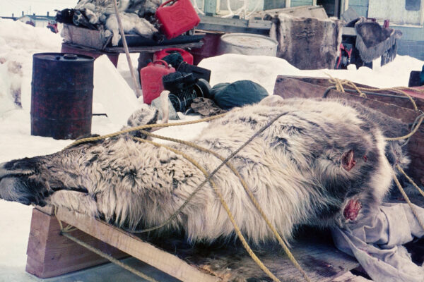 Hunted Caribou in Canada
