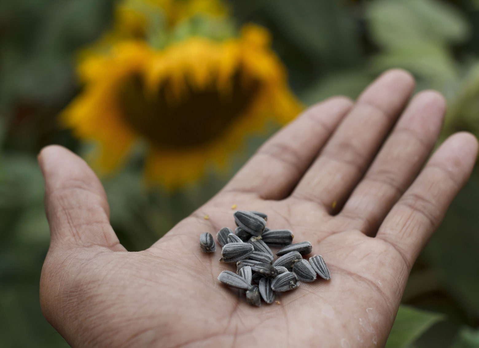 Sunflower seeds in hand Ukraine